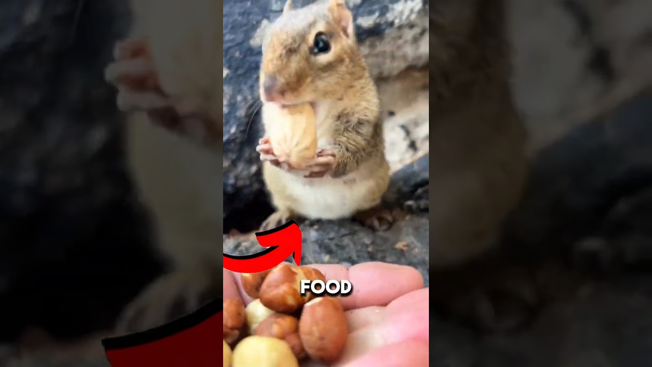 Nature’s Cutest Hoarders, Chipmunks! 🐿🐾 #cute #animals #shorts