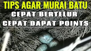 SUREFIRE TIPS TO GET YOUR MURAI BATU TO LAY EGGS QUICKLY