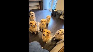 Waking my husband up with 6 Golden Retrievers (and a coffee)