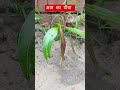 आम का पौधा #fruit #mangocrop #gardening #garden #agriculture #farming #indianmango