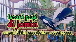terapi pagi dijamin ampuh bikin kacer bahan cepat bunyi dan gacor bikin nyaut semua kacer
