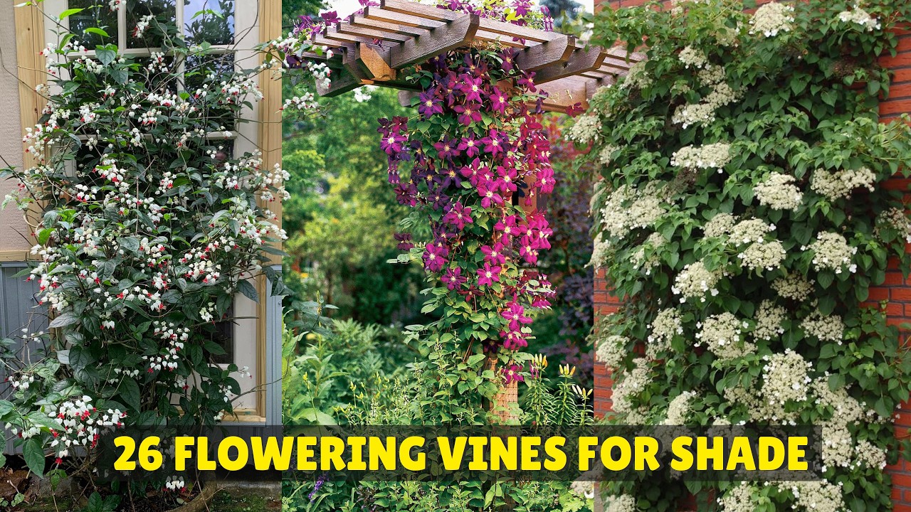 26 Flowering Vines for Shade | Best Shade-Loving Climbers