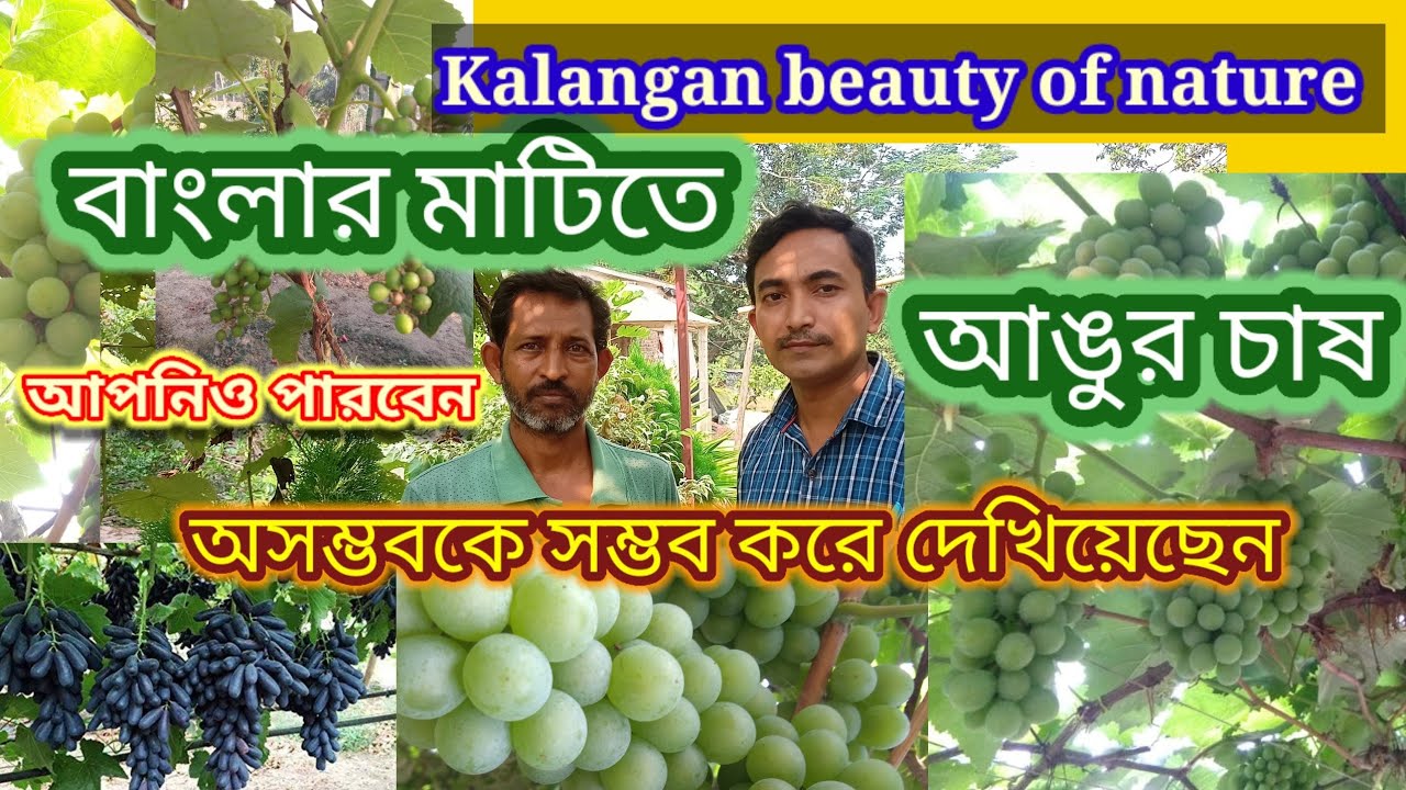 বাড়ির আঙিনায় আঙ্গুর চাষ/grapes farming West Bengal/এই পরিবেশ আঙুর চাষে অনুকূল দেখিয়ে দিলেন