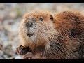 Leave it to beavers full documentary