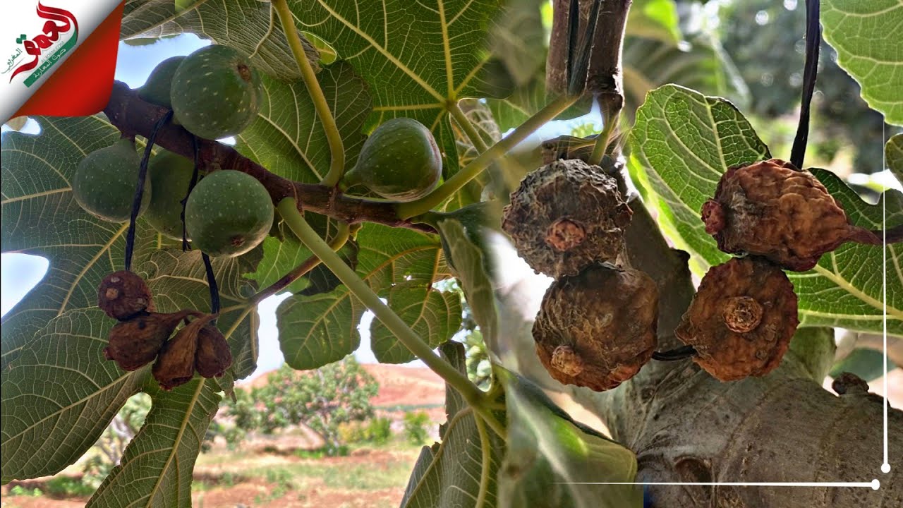 فلاح من دكالة يقربنا من مراحل تلقيح التين ويؤكد على ضرورة زراعة شجرة 
