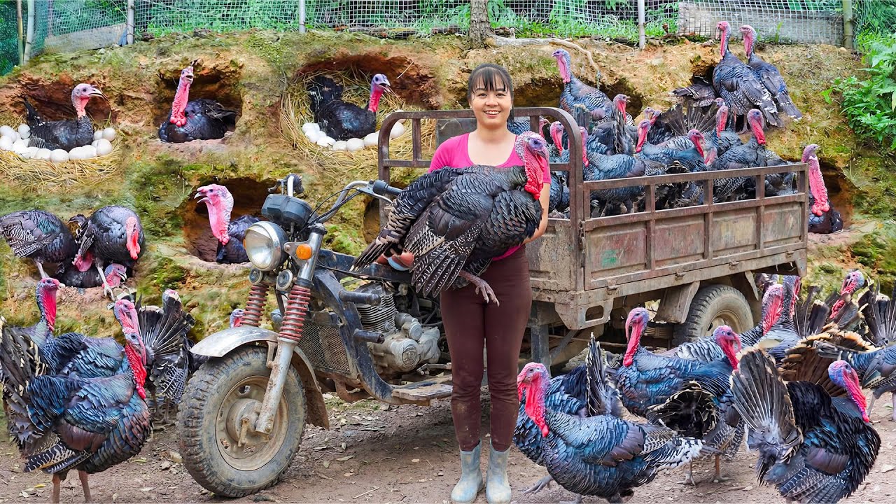Rewind Timelapse: Harvesting Many Turkeys by 3 Wheeled Truck - Cooking for Christmas