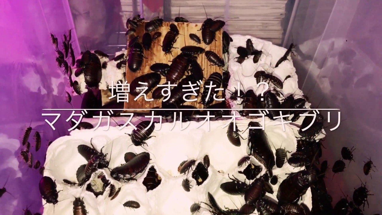マダガスカルオオゴキブリ 繁殖飼育ケース観察 ( Madagascar hissing cockroach ) bleeding 巨大ゴキブリ 大量発生 YouTube マダガスカルオオゴキブリ 繁殖飼育ケース観察 ( Madagascar hissing cockroach ) bleeding 巨大ゴキブリ 大量発生 YouTube