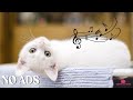 12 Hours Calming Music For Cats - Relaxation, Relief of Anxiety and Stress