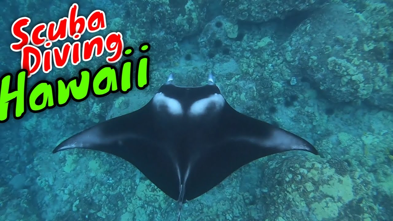 Scuba Diving Kona, Hawaii with Mantas & More Kona Honu Divers YouTube