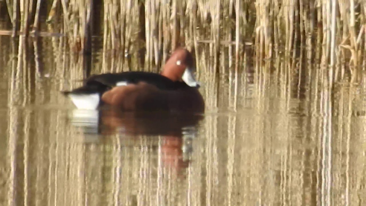 Ferruginous Duck, Moretta tabaccata (Aythya nyroca) 