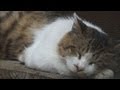 ドキュメント 猫が友達になる瞬間５ 『まだらの穏やかな日』