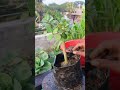 চায়না বট #tanvirhobbies #gardening