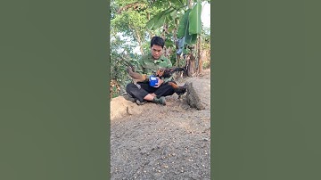 gà rừng ăn sâu.qaib qus noj kab/Hlau youtube
