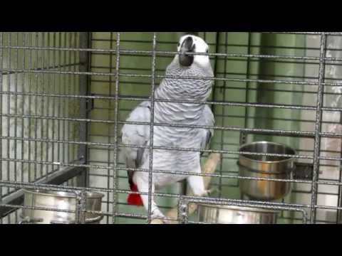 Бейне: Сөйлейтін попугая Кирюша поэзия оқиды: видео