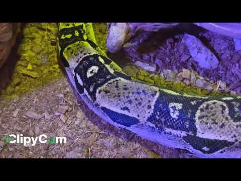 Asian python
