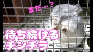 扉が開くのを待ち続けるチンチラのけなげな姿が可愛すぎる！