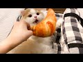 🍋猫の大事な物を取るとこうなるw