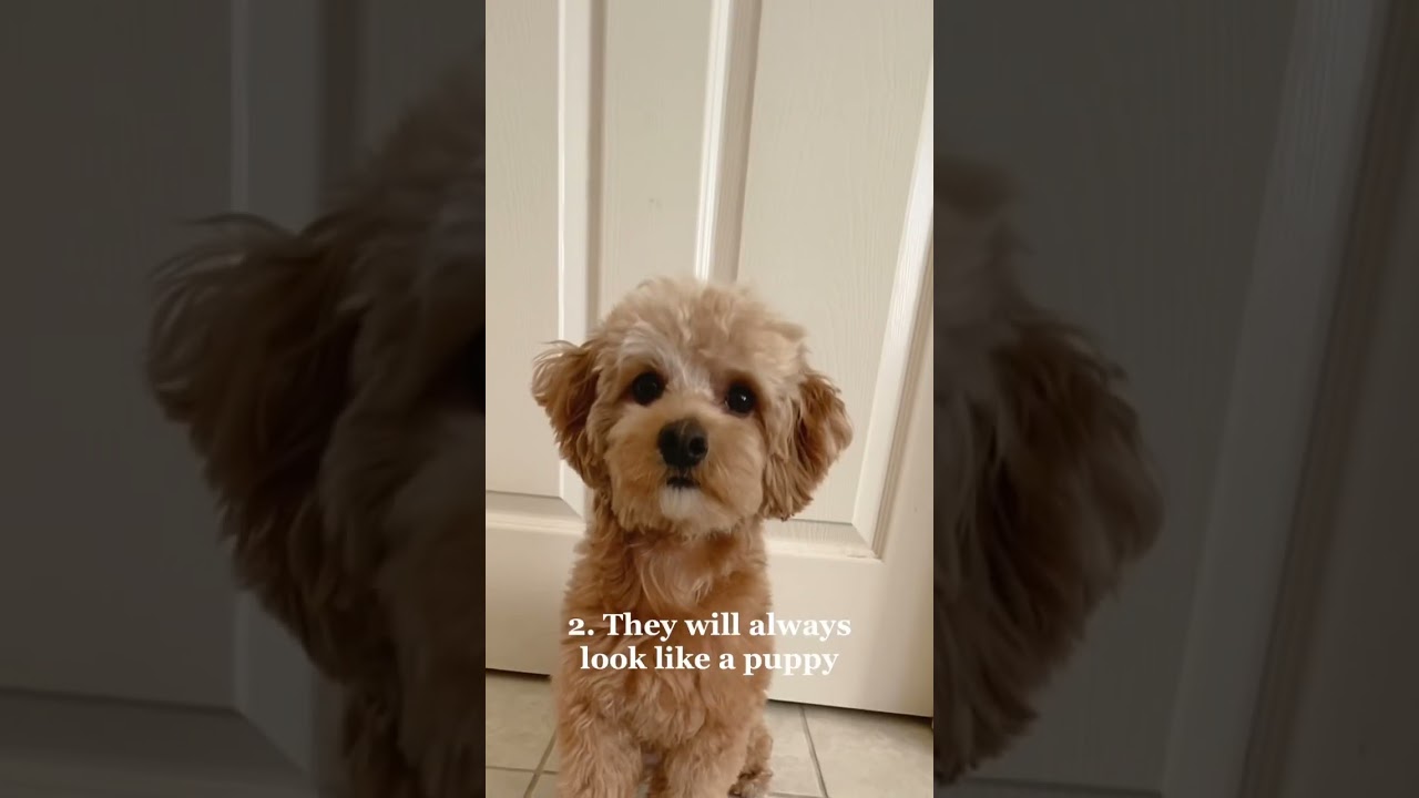 3 reasons to get a Maltipoo 🐶 