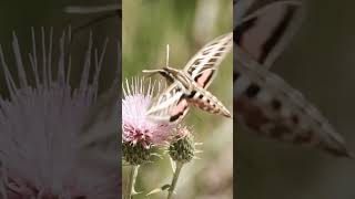 #lofi #eating #nature #thistle #scotland #calm