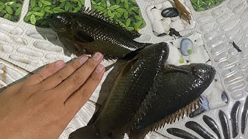 Soi bắt cá rô đồng sau cơn mưa