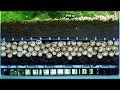 Crystal Red Shrimp Tank No.4 - Day 321 - Aquarium Strange Undergravel Filter
