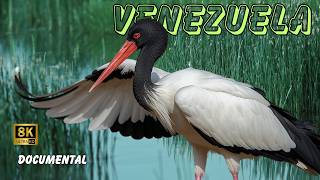 VENEZUELA: Paraíso de AVES Bellas y ESPECTACULARES | DOCUMENTAL Episodio 2