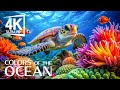 Stunning Coral Reef Fish 4K (ULTRA HD) - Get Lost In The Enchanting Underwater World