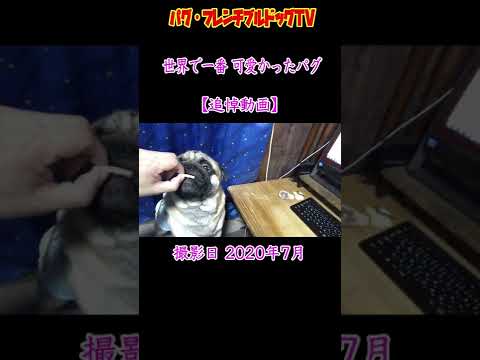 世界で一番 可愛かったパグ  続「おまめ日記」 追悼動画