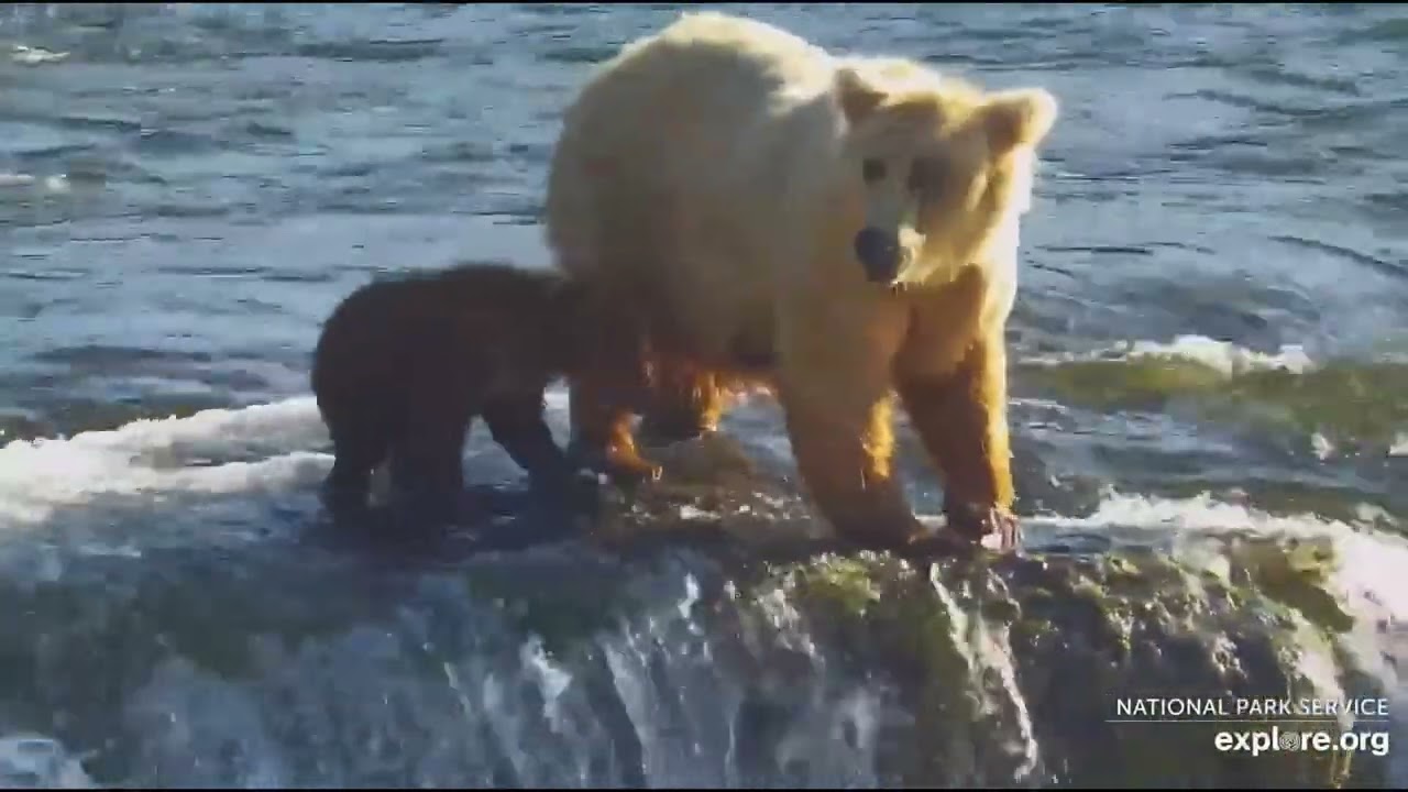 Go to the falls with 128 Grazer and coys. July 22, 2024. Explore.org. Brooks falls