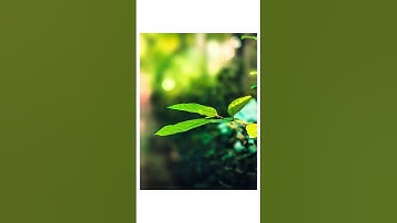 Vivo V60 Portrait Photography Setting ✨📸#photography #mobilephotography #portraitphotography #shorts