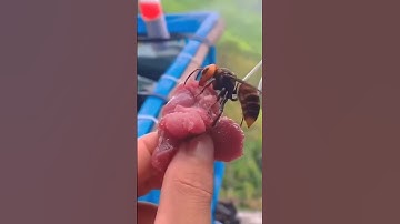 Hoe vernietig je een dodelijke horzelkolonie? Het antwoord zal je shockeren! 😱 #shorts #Hornet