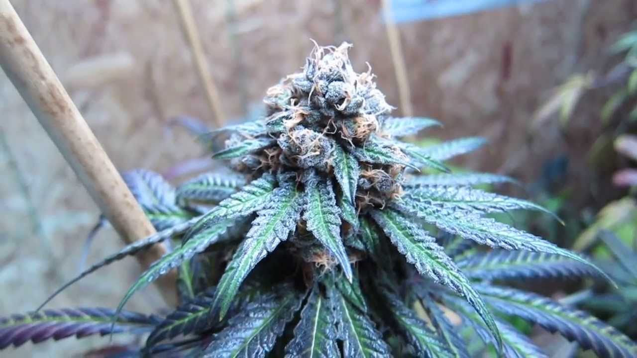 Vlad's Grow: New God's Gift finish