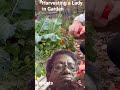 Harvesting a Lady in Garden #harvesting #fruit #vegetables #youtube #shorts