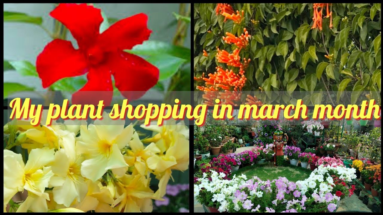 My perennial plant shopping||Perennial plant shopping halu||My March