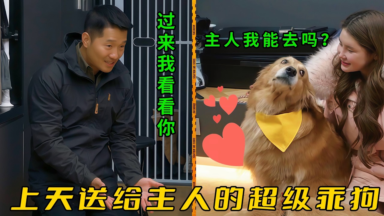 金毛咬傷3只小狗，訓犬師卻對它稱贊有加，説它是上天送給主人的禮物