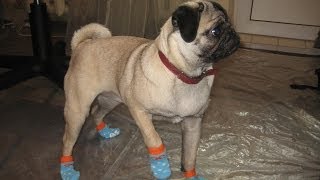 Как почистить складку мопсу (how to clean pleated pug) Как почистить складку мопсу (how to clean pleated pug)