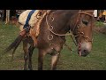 Como trabalhar com animal que carrega na redia pesado muares