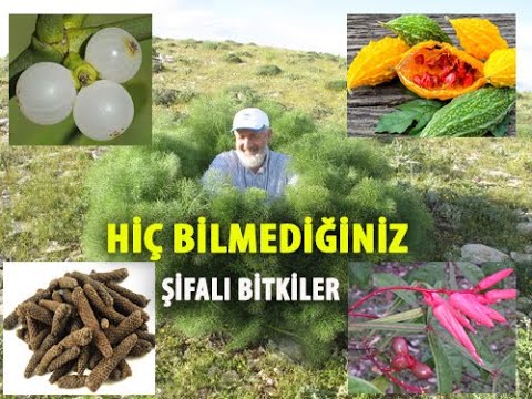 Video: Önemli bitkiler nelerdir?