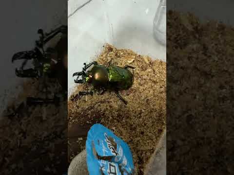 ツヤツヤのクワガタ #すごい #ニジイロクワガタ #甲虫 #昆虫