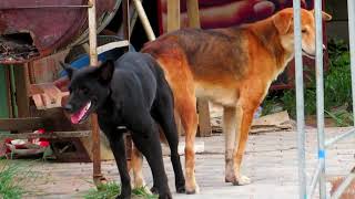 Anatolian Shepherd Dog Meeting Cardigan Welsh Corgi Female Dog In video Village