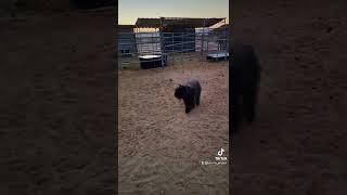 Young Bouvier Des Flandres herding cattle