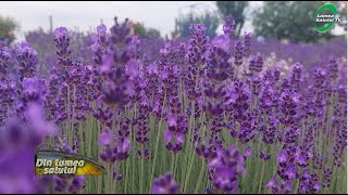 Cât De Profitabilă Este Lavanda Cultivată Pe Suprafețe Mici