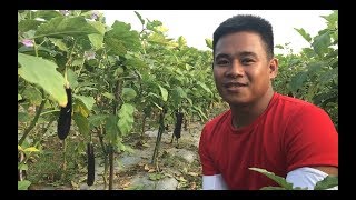 Fertilization Guide For Eggplant As Explained By Sir Marlo From Pangasinan