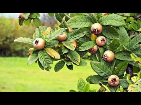 Видео: Medlar Caucasian - необичаен плод