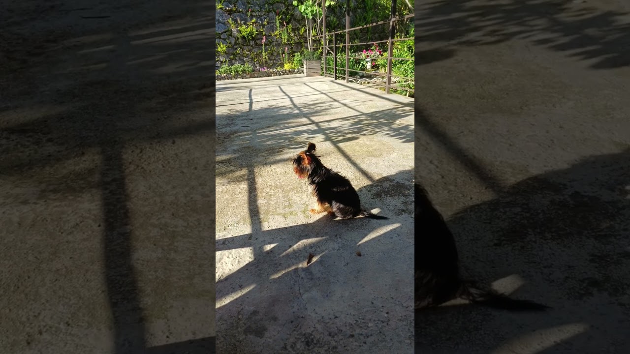 Когда захотел спеть после пьянки 