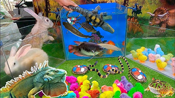 Bắt Cá Cảnh Dễ Thương, Bắt Gà Dễ Thương, Gà Cầu Vồng, Cá Sấu, Thỏ, Chuột, Rắn