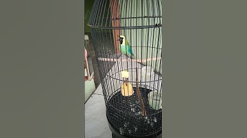 Cucak Ranting Over Emosi #cucakijo #cucakranting #cucakrante #kicaumania #burung