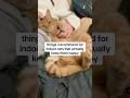 things i recommend for indoor cats #cat #cattips #catlovers #petcare #sponsored