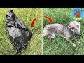 Rescue an Abandoned Dog - Woman’s Dog Cries In Distress After Finding Sick Dog By Trash Bag