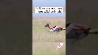 Download Lagu 84 395 Tik Toker #fyb #animals #wild #follow #viral #tiktok #world MP3 Download Lagu 84 395 Tik Toker #fyb #animals #wild #follow #viral #tiktok #world MP3